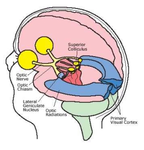 Human eye and brain